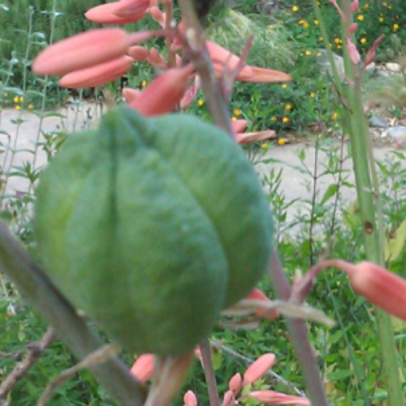 Red yucca pod