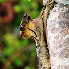 Malayan Colugo