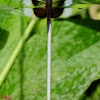 Dragonfly Banded wing
