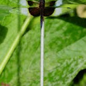 Dragonfly Banded wing