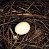 Pigeon Egg