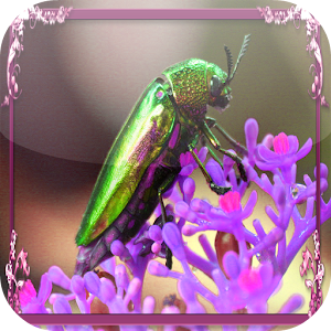 Buprestis beetle Jigsaw.apk 1.0