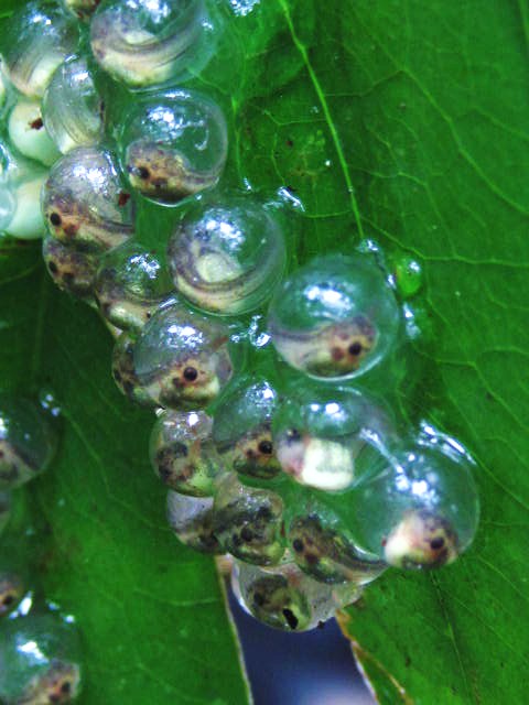 Eggs of tree frog