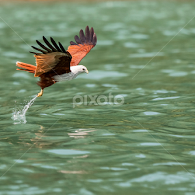 Langkawi Eagle Feeding by Israr Shah - Animals Birds