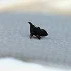 Twomarked Treehopper