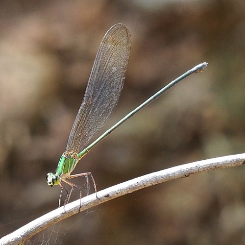 Clear Wing Forest Glory (female)