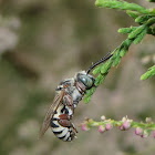 Cuckoo bee