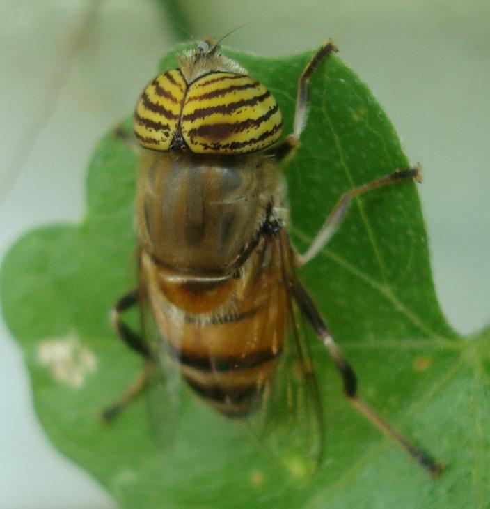 band-eyed drone fly