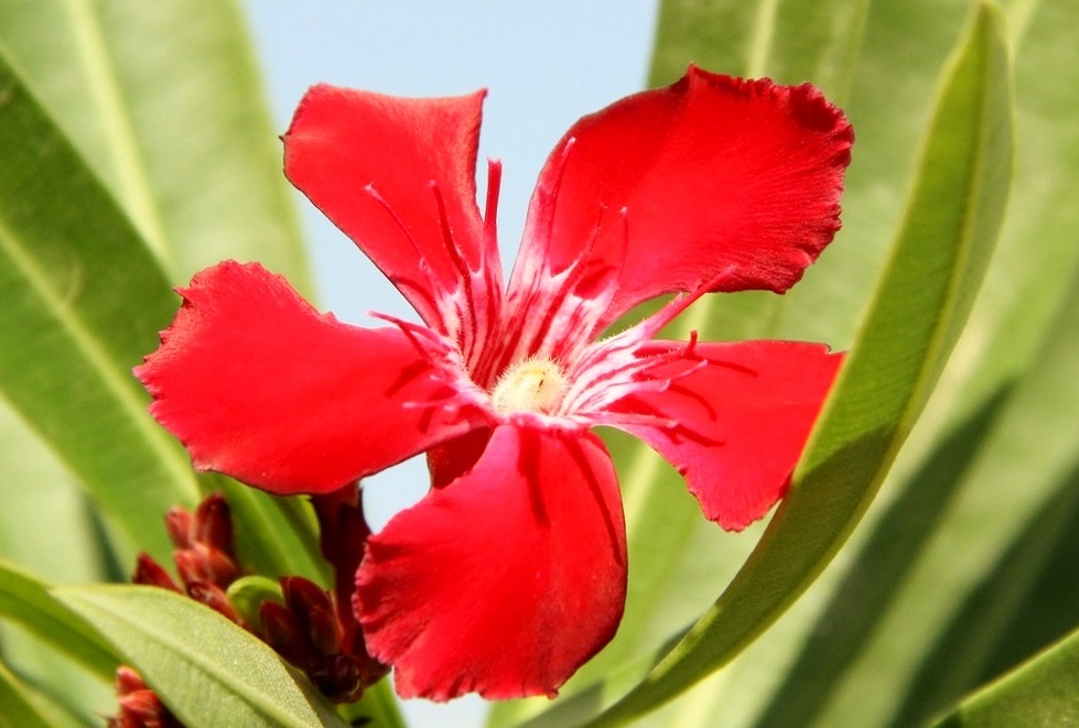 Flor de la Habana