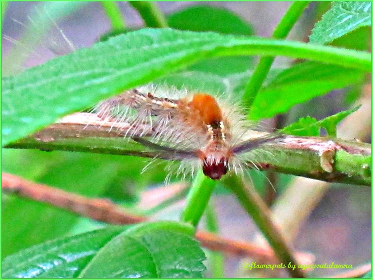 Orgyia Tussock Moth (Caterpillar)