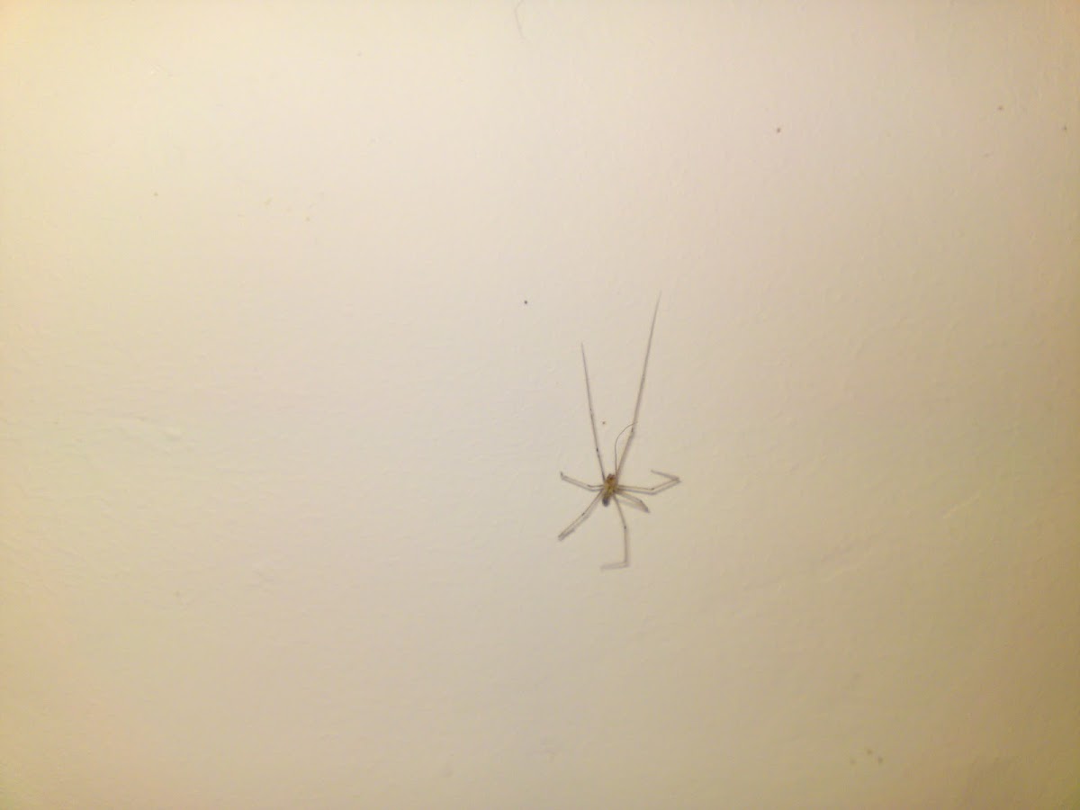 Daddy LongLegs (Cousin in french)