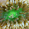 Sea Anemone