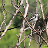 Pin-tailed Whydah Male