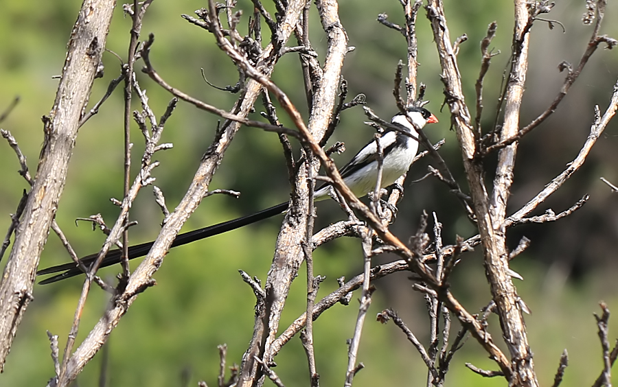 Pin-tailed Whydah Male