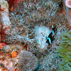 Beaded sea anemone