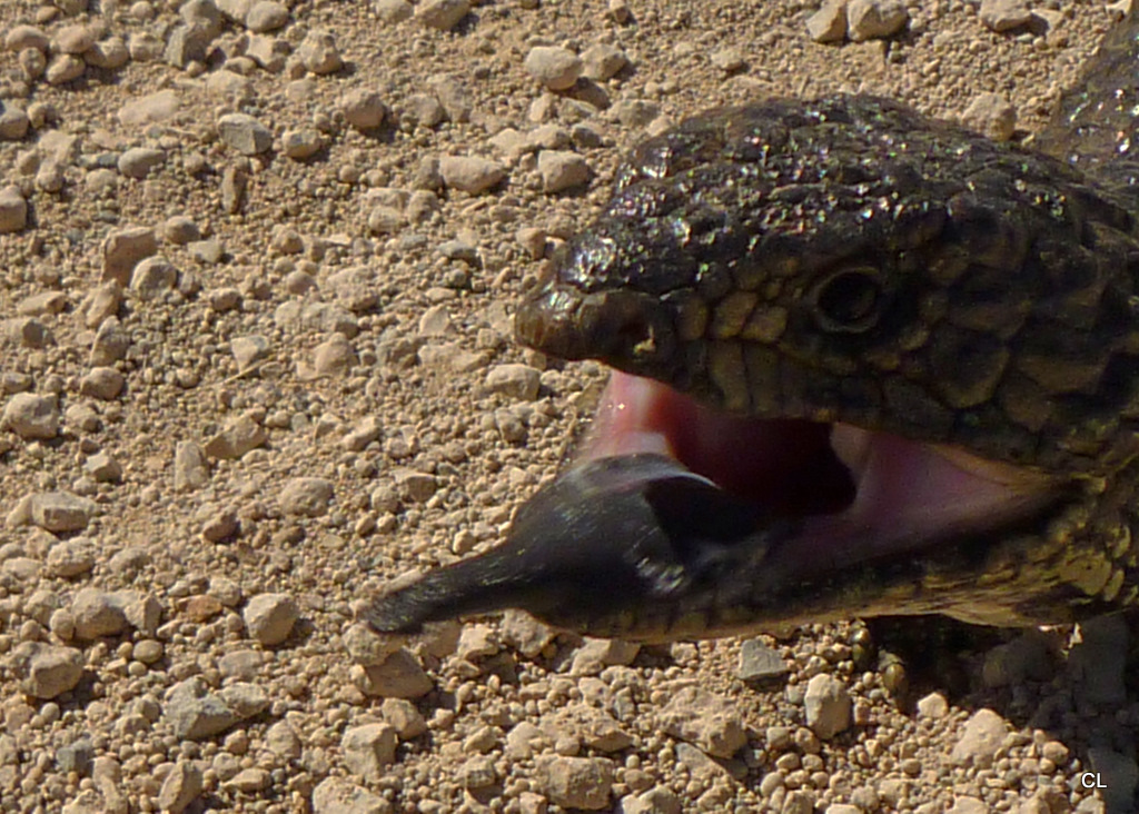 Shingleback Lizard