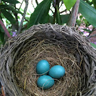 Robin's eggs