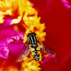 Common swamp hoverfly