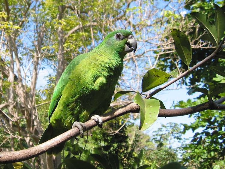 Jamaica is home to a variety of gorgeous parrots, some endangered, some prolific. 