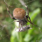 Tropical orb weaver spider