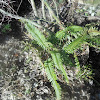 Sword Fern