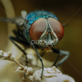 THe Langau by Muhd Shahjeehan - Animals Other