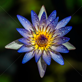 by Asher Jr Salvan - Flowers Single Flower