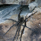 Dark Fishing Spider