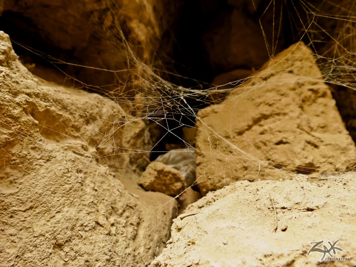 a spider web