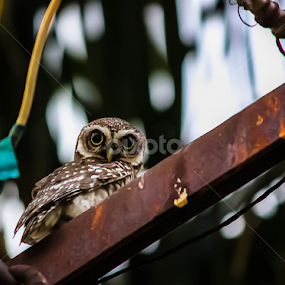 owlet by Kalai Vanan - Animals Birds