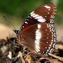 Great Eggfly