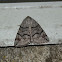 Dysbatus Moth