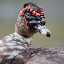 Muscovy duck