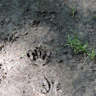 Raccoon Tracks