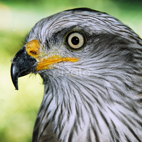 Águia by Antonio Amen - Animals Birds