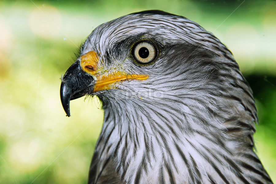 Águia by Antonio Amen - Animals Birds