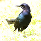 Boat-tailed Grackle (male)