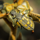 Felt Blister Beetle