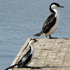 Little Pied cormorant 