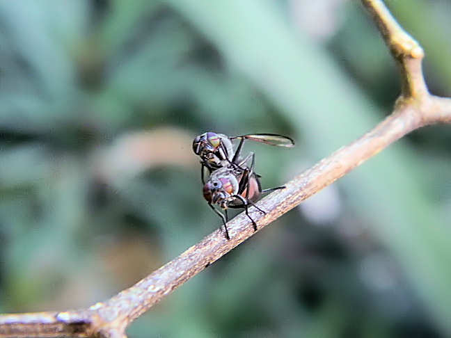 mating flies