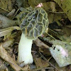 Morrell Mushroom