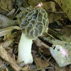 Morrell Mushroom