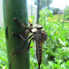Robber Fly praying on a Flesh Fly