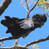 Red-tailed Black Cockatoo (female)