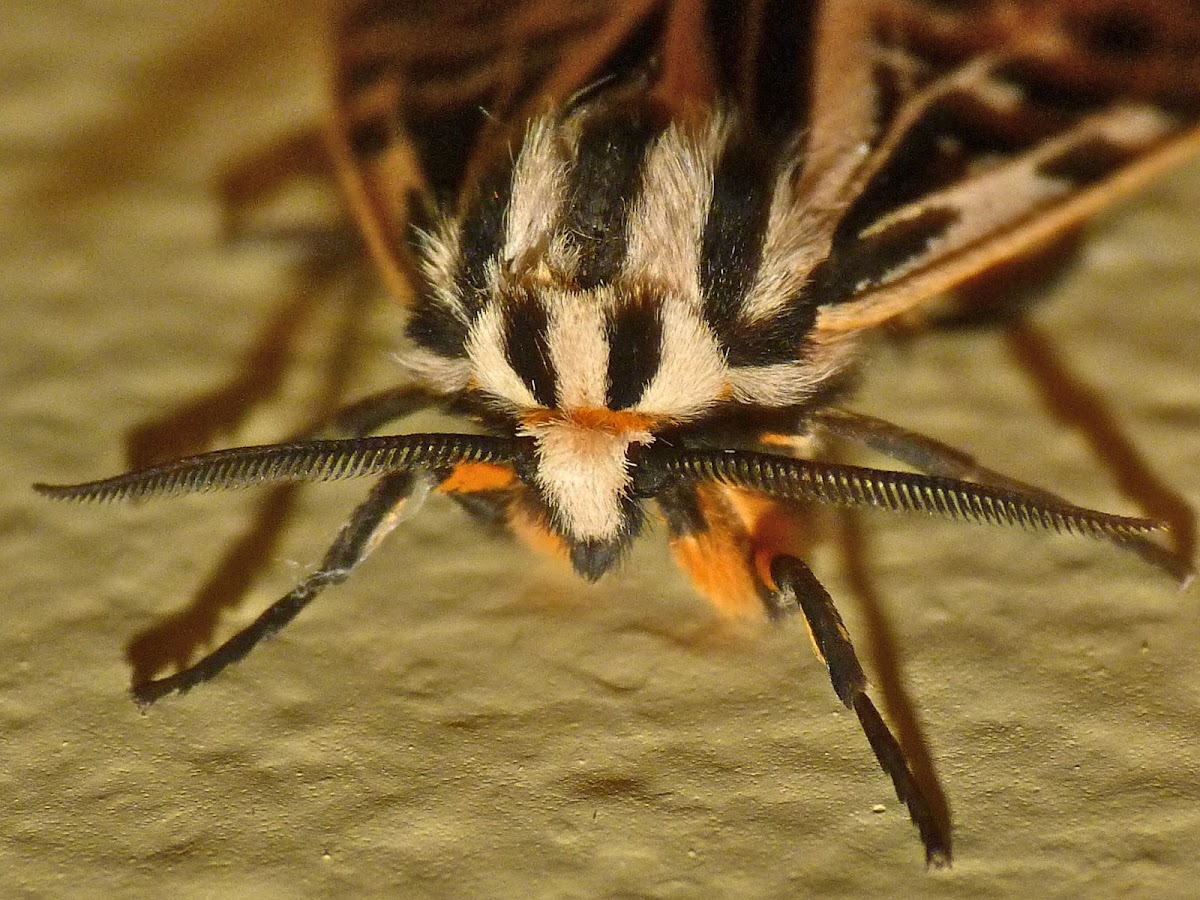 Phyllira tiger moth