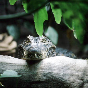Alligator Jigsaw Puzzle.apk 1.0
