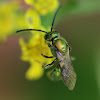 Metallic Green Sweat Bee