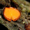 Eyelash Cup, Scutellinia scutellata