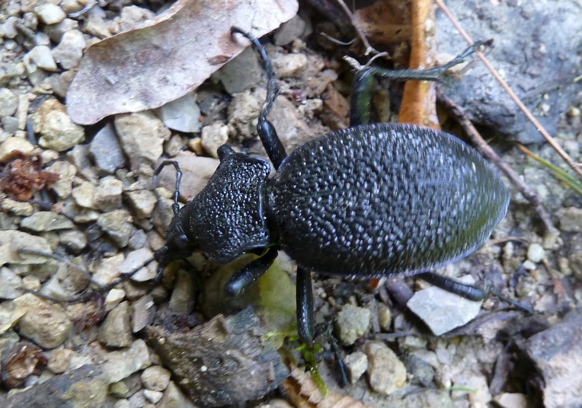 Ground Beetle- Croatian one ;)