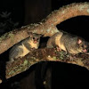 Australian Brush-tailed Possums